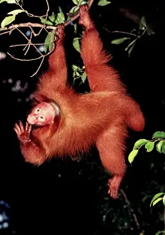 Hanging Prints: Red Uakari Monkey FG E 252 Cacajao rubicundus © Francois Gohier / ARDEA LONDON