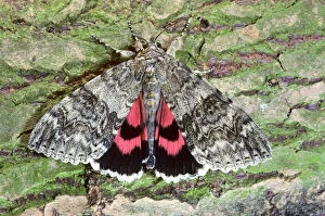 Red underwing moth