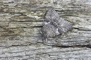 Look Alike Prints: Red Underwing Moth - Essex, UK IN000746