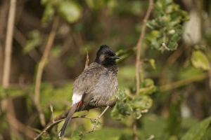 Images Dated 30th May 2008: Red-vented Bulbul At Corbett National Park, India