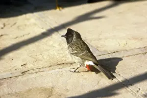Bulbul Prints: Red-vented Bulbul - Delhi - India