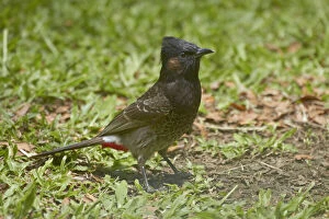 Images Dated 3rd July 2012: Red-vented Bulbul (Pycnonotus cafer), Nadi