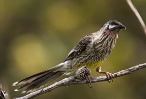 Red Wattlebird - perched on branch