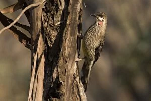Images Dated 27th October 2008: Red Wattlebird - On tree