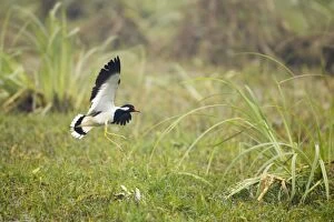 Red-Wattled Lapwing - in flight coming in to land