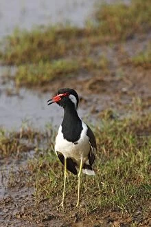 Images Dated 9th March 2008: Red-wattled Lapwing. Ranthambhor National Park - India. Alternative spellings