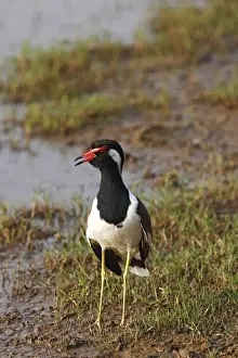 Red-wattled Lapwing. Ranthambhor National Park - India. Alternative spellings: Ranthambhor / Ranthambore / Ranthambor