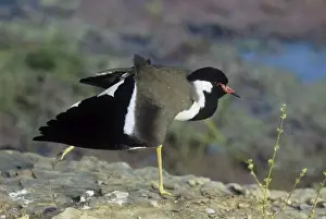 Lapwings Prints: Red-wattled lapwing - stretching wings - Keoladeo National Park - India