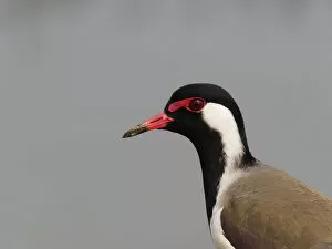 Waders Collection: Red-wattled Lapwing Vanellus indicus Rajasthan, India BI032091