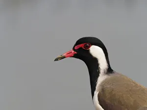 Plover Gallery: Red-wattled Lapwing Vanellus indicus Rajasthan, India BI032091 Date: 23-Feb-20