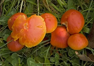 A red wax-cap in old grassland
