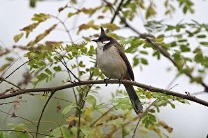 Bulbuls Gallery: Red-whiskered Bulbul