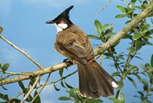 Images Dated 28th July 2005: Red-whiskered Bulbul Distribution: Asia. India to Malaysia, Indochina