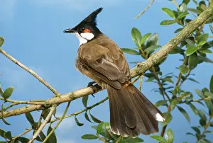 Bulbul Prints: Red-whiskered Bulbul Distribution: Asia. India to Malaysia, Indochina