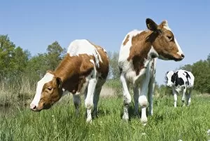 Images Dated 4th May 2008: Red and White Cattle - Juvenile cows grazing in meadow