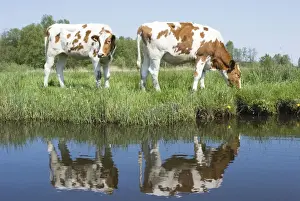 Red and White Cattle - Juvenile cows grazing in meadow - The Netherlands - Overijssel - De Wieden