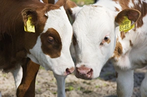 Images Dated 23rd April 2008: Red and white cattle - Juvenile cows - The Netherlands, Overijssel, De Wieden