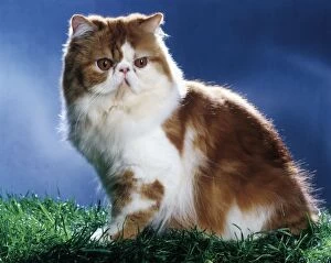 Red & White Persian Cat sitting on grass