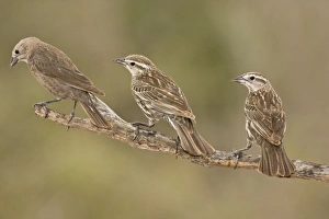 Red-winged Blackbird