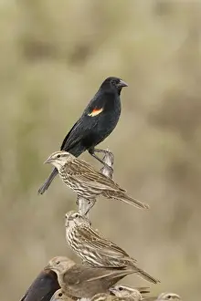 Red-winged Blackbird