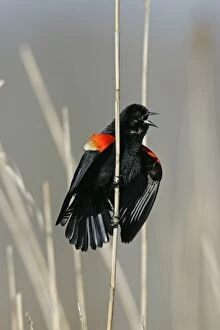 Images Dated 10th May 2005: Red-winged Blackbird