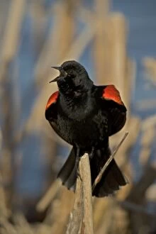 Red-winged Blackbird - adult male performing courtship display