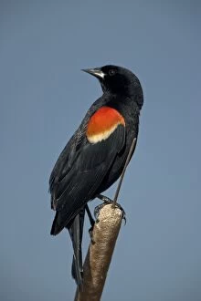 Red-winged BLACKBIRD - Adult male showing dark black with red and yellow shoulder patches