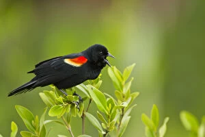 Agelaius Gallery: Red-winged Blackbird (Agelaius phoeniceus)