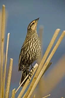 Red-winged Blackbird - Female perched on reed