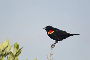 Images Dated 27th April 2012: Red-winged Blackbird - male