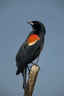 Red Winged Prints: Red-winged Blackbird - Male -Abundant in marshes and fields-Occurs throughout U