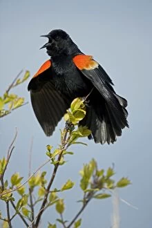 Red winged blackbird male callling