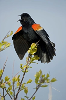Images Dated 26th April 2004: Red-winged Blackbird - Male callling - New York - USA