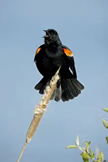 Red Winged Prints: Red-winged Blackbird - Male callling - New York - USA