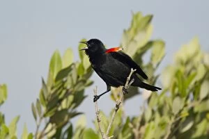Red-winged Blackbird - male displaying