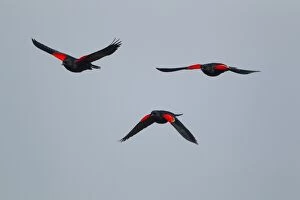 Red-winged Blackbird - male in flight
