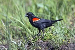 Red-winged Blackbird male on ground calling - Yellowstone