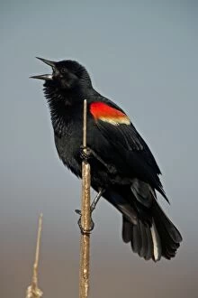 Red-winged Blackbird - Male with mouth open perched on reed. Male courtship display