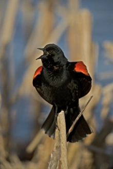 Images Dated 26th April 2004: Red-winged Blackbird-Male-New York, USA - Male courtship display-Abundant in marshes