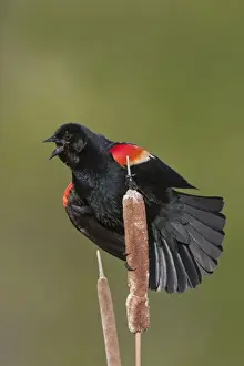 Red Winged Prints: Red-winged Blackbird - male singing on territory in Spring. CT in May. USA