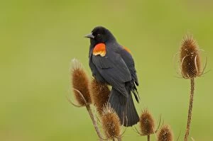 Teasel Collection: Red-winged Blackbird - male on teasel plant. Ridgefield National Wildlife Refuge, Washington