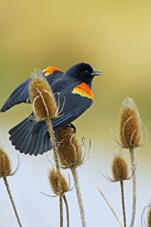 Red-winged Blackbird - male on teasel plant Red-winged Blackbird - male on teasel plant