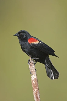 Red-winged Blackbird
