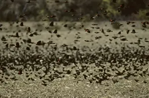 Red Winged Prints: Red Winged Blackbird - Winter Feeding Flock Delaware, USA BI006884