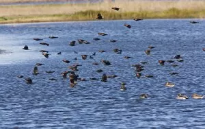 Images Dated 21st November 2009: Red-winged Blackbirds - flock in flight over lake, at Sacramento National Wildlife Reserve