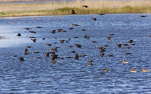 Red-winged Blackbirds - flock in flight over lake, at Sacramento National Wildlife Reserve Red-winged Blackbirds - flock in flight over lake, at Sacramento National Wildlife Reserve