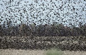 Red Winged Blackbirds - Massive Winter Flock