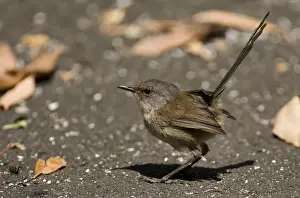Red-winged Fairywren - Female. At the Gloucester Tree near Pemberton in the far southwest of Western Australia. Endemic to the far southwest of Western Australia