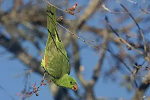 Red Winged Prints: Red-winged Parrot feeding A female at Crab Creek near Broome, Western Australia