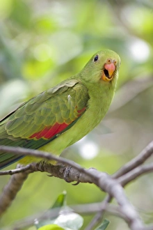 Images Dated 9th December 2003: Red-Winged Parrot-Female Perched in woodland. Carnarvon Gorge, Queensland, Australia
